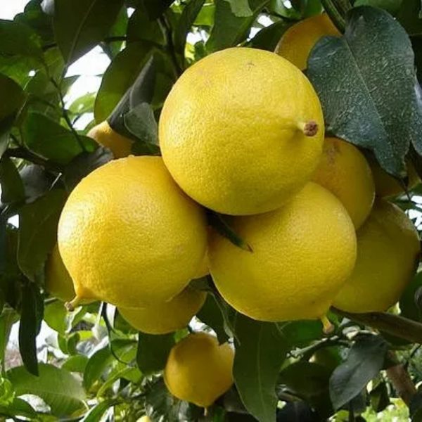 Bergamotto cartone 10 kg